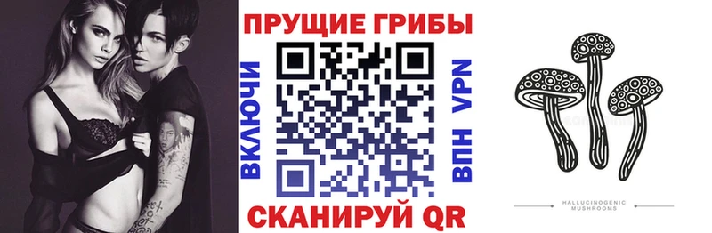 Псилоцибиновые грибы Psilocybe Октябрьский